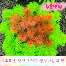 레드밀리오필름