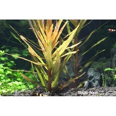 암마니아그라실리스