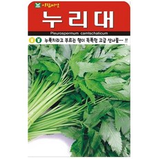 누리대 누룩치라고 부르는고급 산나물(20립) 산나물 씨앗(AR), 1개