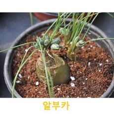 관엽/구근식물 알부카향 갈색플라스티모종 3개(L0142)