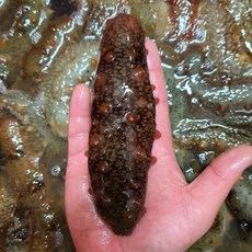 제철 통영 자연산 해삼, 1개, 통영 자연산 해삼 500g