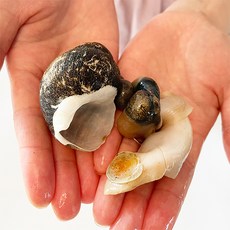 통실통실 자연산 통골뱅이 울릉도 급냉 통골뱅이 큰물레고동, 급냉 통골뱅이 [중] 1kg(30-40)