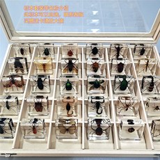 곤충표본 과학키트 공부 실험 과학 디스플레이 전시관 수집상자 풍뎅이, 8. 스퀘어 90개 기프트 박스 돋보기