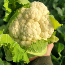 [산지직송] 햇수확 수퍼푸드 콜리플라워, 1개, 2kg