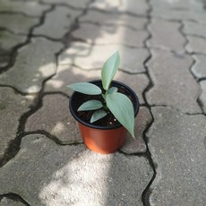 필로덴드론실버메탈