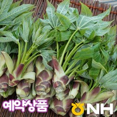 지리산농협하나로마트-24년 햇 엄나무순 로컬푸드상품(4월중순 순차발송), 1kg, 1개