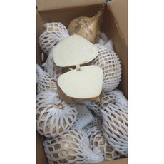 베트남산 / 히카마 얌빈 멕시코감자 JICAMA YAM BEAN CU DAU (5kg / 10kg), 10kg, 1개