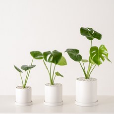 몬스테라키우기