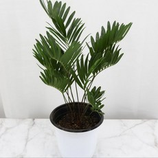 플로리다소철 미니야자수 관엽식물 반음지 식물, 1개