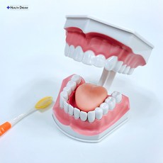 구강교육치아모형대형