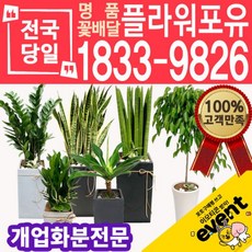 개업화분 축하화분배달 카페 사무실이전 개원 병원 오픈 당일배송, (선택02)금전수