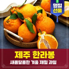 산지직송 고당도 제주 한라봉 명절 과일 선물세트 제주도 한라봉 가정용 선물용 설선물세트 2kg 3kg 5kg 10kg, 선물용 3kg