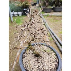 팅커벨 금노매분재(랜덤)