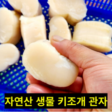 진짜 신선한 자연산 생물 국산 키조개 관자, 1박스, 500g(12미내외)