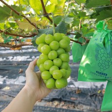 샤인머스켓수출용