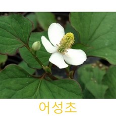 어성초화분