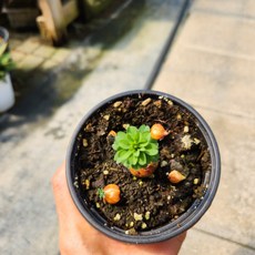 목사랑초