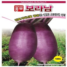 아시아종묘 보라남 무 씨앗 100립