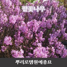 팥꽃나무
