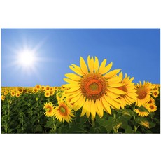 해바라기키재기자