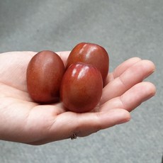보은 생대추1kg, 30mm