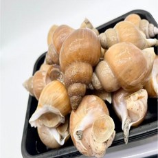 국내산 동해안 산소포장 백고동 특대 1kg, 1개