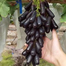 프리미엄 블랙사파이어 포도 가지포도 씨없는 포도 수입포도, 블랙사파이어포도 1kg, 1개