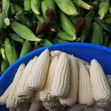 솔휘농장 햇 옥수수 쫀득한 찰옥수수 미백찰옥수수, 특 미백찰옥수수 10개입