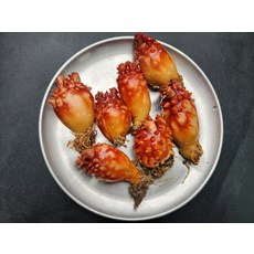 싱싱 활 멍게 1kg 5-10미 생물 꽃멍게 멍게비빔밥 멍게향