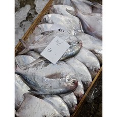 신안임자지도 생물 대병어 산지직송 1마리, 중병어, 1개
