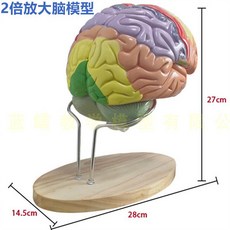 인체해부학해부학신경그림