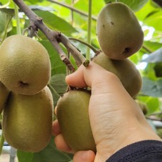 제주 레드키위 후숙필수 홍다래 제주직송, 1박스, 2kg(레드키위 중대 25전후)