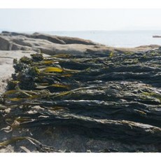 없음 [완도바다해맑은] 재래식 해풍에 말린 꼭지미역 500g, 1개
