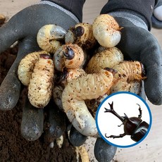  장수풍뎅이 애벌레 100마리 키우기 곤충 농장사육 대량, 일반포장 