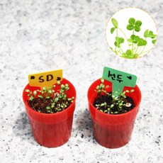 네잎클로버키우기