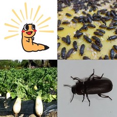 밀웜성충