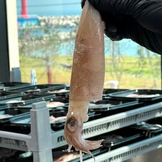 냉동 한치 총알한치 원양산 3팩세트, 1세트, 1.5kg(총알한치 500g 3팩세트)