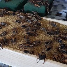 [먹이용 귀뚜라미] 생귀뚜라미 쌍별귀뚜라미 파충류먹이 1+1 50+50 100+100 200+200, 200마리, 성충(날개달린종충)-200마리+