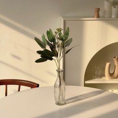 유칼립투스씨앗