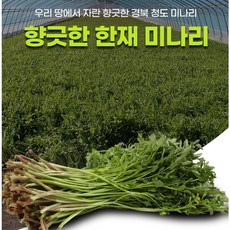 향긋향긋 청도 미나리 한재 산지직송, 1박스, 500g
