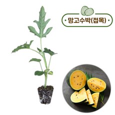 망고 미니 꼬마 수박 모종 노란 수박키우기 주말농장 여름 과일 묘종 재배 기르기 베란다 텃밭 접목묘 씨앗