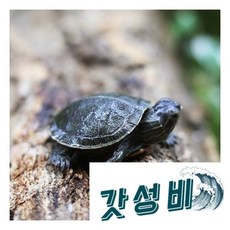 웨스턴 페인티드 터틀 애완 거북이 1마리, 1개