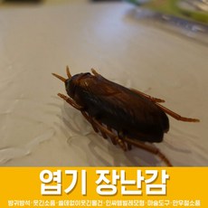 움직이는바퀴벌레