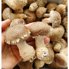 [고급버섯] 착한송이버섯 송화고 송고송화 송향버섯, 1개, 알뜰형 1kg(가정용)