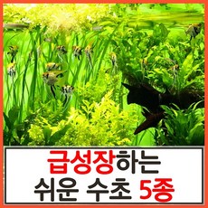 수초하우스)급성장하는 쉬운 수초 5종 세트, 싸게더많이(총67줄기)