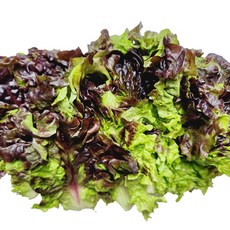 꽃상추 상추 내외 한박스 쌈채소 [신흥유통], 1개, 2kg