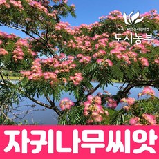 자귀나무 씨앗 1kg/도시농부 피아