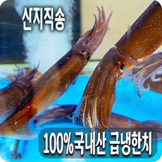 100%국내산 산지직송 자연산 활급냉 한치 횟감 물회 숙회 볶음 무침 900G (8~10미) - 1세트 2세트 3세트, 1팩