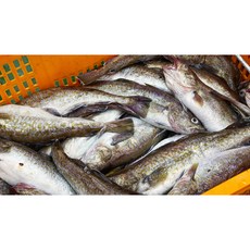 급냉대구 5미내외 담백한 국내산 수산물, 10개, 6kg