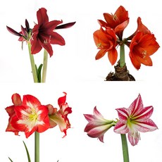 서비내 아마릴리스 hippeastrum hybridum amaryllis 구근식물 화단식물 노지식물 플랜테리어 (색상랜덤), 1개